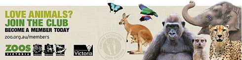 Zoo Membership banner ad; 490x122