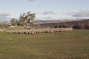 Hamilton Sheep Station, Tasmania; photo Nick Osborne courtesy Tourism Tasmania