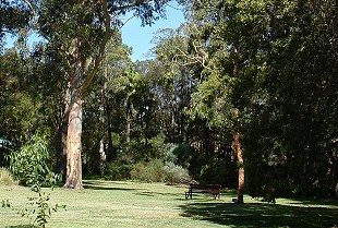 Royal Botanic Gardens Melbourne The Eucalypt Lawn; 310x209