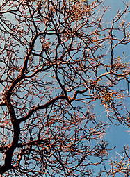 Twisting branches against the sky, Carlton Gardens, 1997