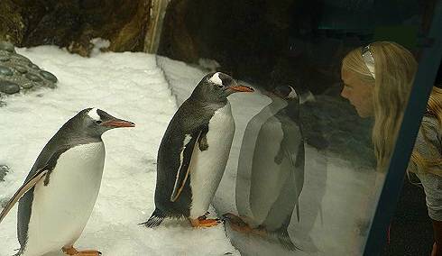 Melbourne Aquarium Antarctica exhibit, penguin with Angela; photo: (c) Ali Kayn 2009
