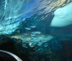 view of the Melbourne Aquarium shark tank from a glass-topped tunnel