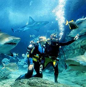 Shark Divers in the Melbourne Aquarium oceanarium; photo courtesy Melbourne Aquarium