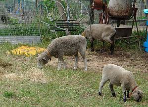 Sheep grazing, Collingwood Children's Farm, Abbotsford, Victoria
