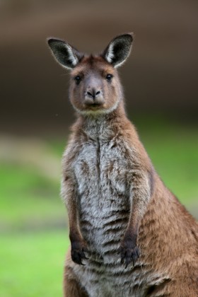 Kangaroo, Healesville Sanctuary; 280x420