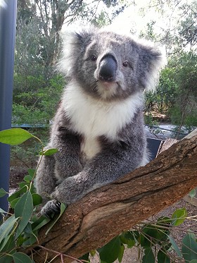 Koala at Healesville Sanctuary; 280x373