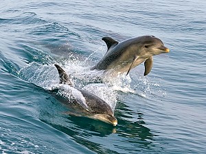 Free downloadable wallpaper Dolphins in Port Phillip Bay (c) Tourism Victoria; 300x225