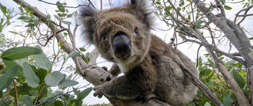 Koala, Victoria, Australia. Photograph Koala Nature Photograph(c) Darren Donlen