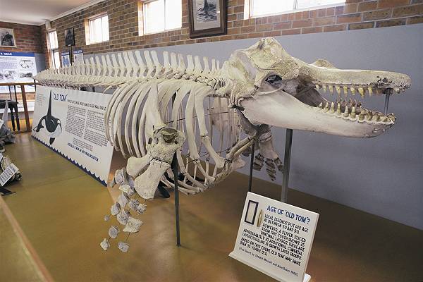 Eden Killer Whale Museum courtesy Destination NSW; 600x400