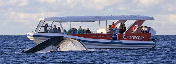 Whale Watching, New South Wales, Australia; 599x218