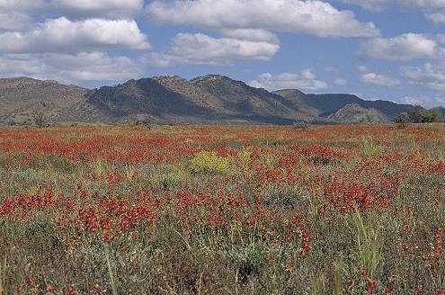 Wildflowers, Flinders Ranges, South Australia; 1990; Neale Winter