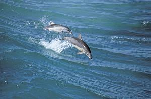 Dolphins, Eyre Peninsula, South Australia; 1997; photographer Neale Winter
