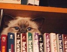 Buster the Birman cat with The Cat Who Books by Lilian Jackson Braun; 220x170
