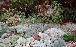 Grey Garden, Royal Botanic Gardens, Melbourne, Victoria, Australia (c) Ali Kayn