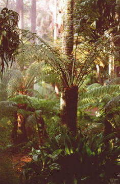Photograph, royal botanic gardens, melbourne, victoria, australia (c) Ali Kayn 2005