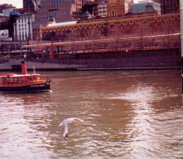 From Southgate looking across towards Flinders Street Station