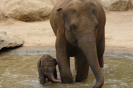 Baby elephant first time in paddle pool with mum; Photo: courtesy Melbourne Zoo; 470x313