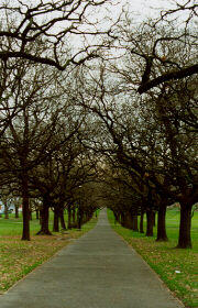 Fawkner Park, South Yarra, Melbourne photograph (c) 1996