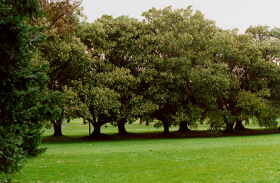 Fawkner Park, South Yarra, Melbourne photograph (c) 1996 Ali Kayn