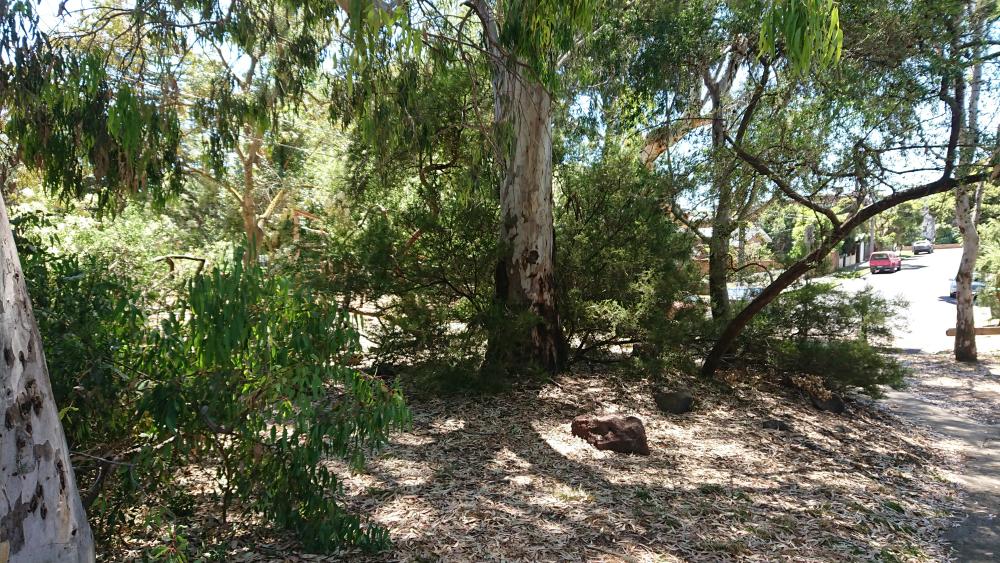 Naturalised road crossing, Jacobs Reserve, Brunswick West, Australia (c) XXMMII Ali Kayn; 1000x563