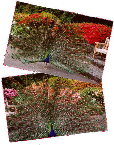 Priscilla the peacock, National Rhododendron Gardens, 1996 (0k)