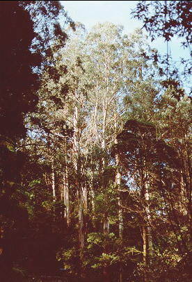 The bush, Dandenong Ranges