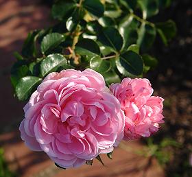 Photograph, Roses in the Alister Clark Memorial Rose Garden, Photo by Ali Kayn, 2010; 280x258