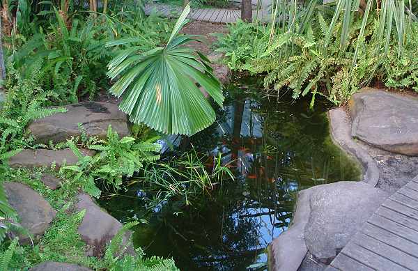 Photograph, fish pond in St Kilda Botanical Gardens Conservatory, (c) Ali Kayn 2010; 600x389