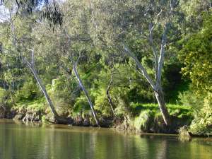 Yarra Bend Park photograph (c) Ali Kayn 2005