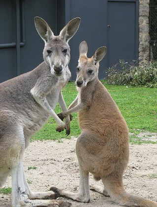 Kangaroos, Healesville Sanctuary; 318x424